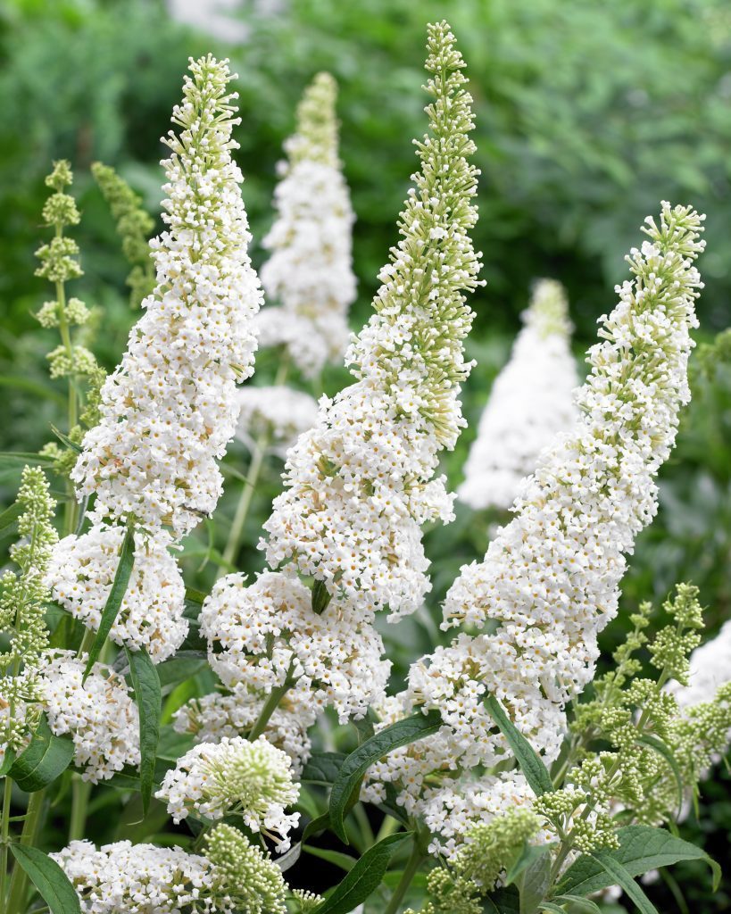 Buddleja davidii 'White Profusion'